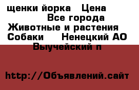 щенки йорка › Цена ­ 15 000 - Все города Животные и растения » Собаки   . Ненецкий АО,Выучейский п.